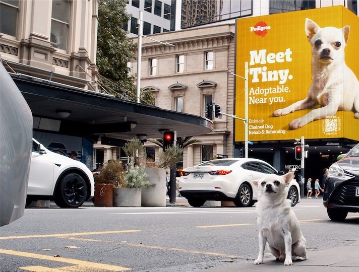 A large yellow Pedigree digital billboard on a city building reading Meet Tiny. Adoptable. Near you, with a small chihuahua sitting on the street below
